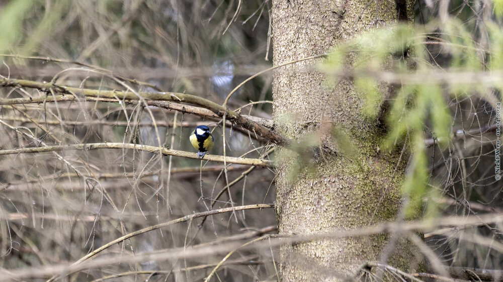 2. Большая синица © NickFW.ru — 01.04.2024г.