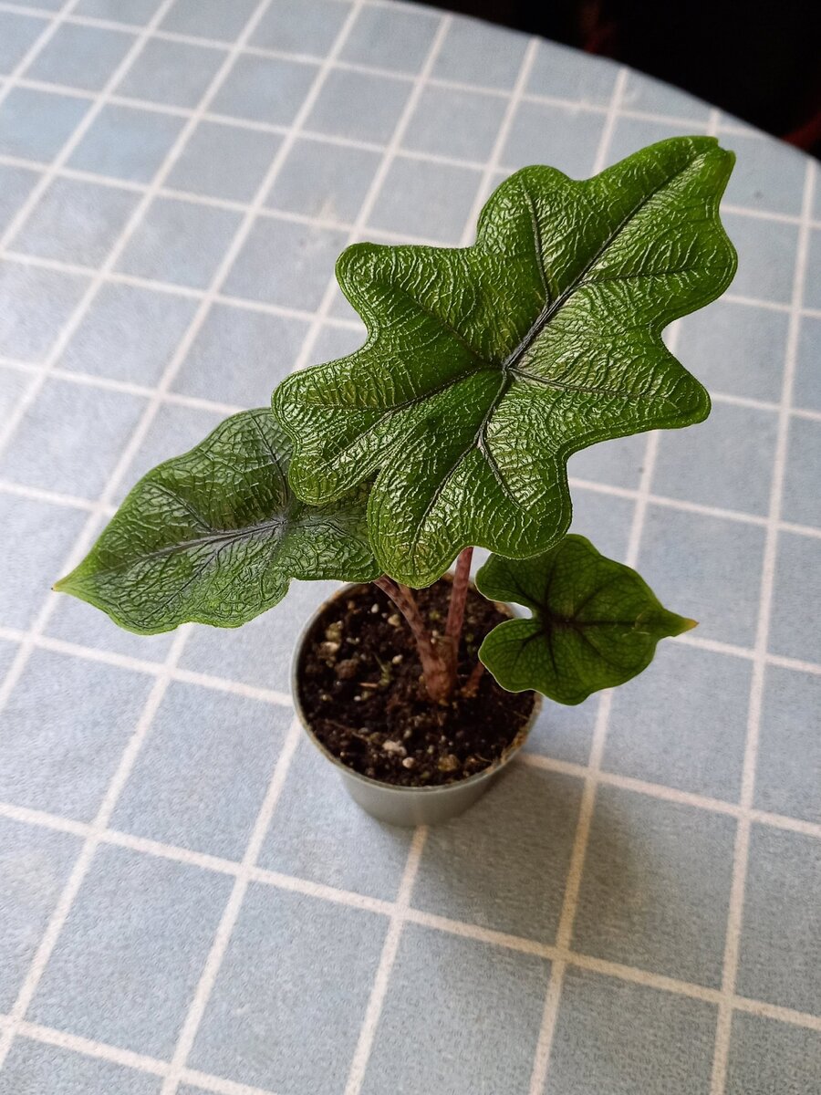 Размер Алоказии сразу после покупки.