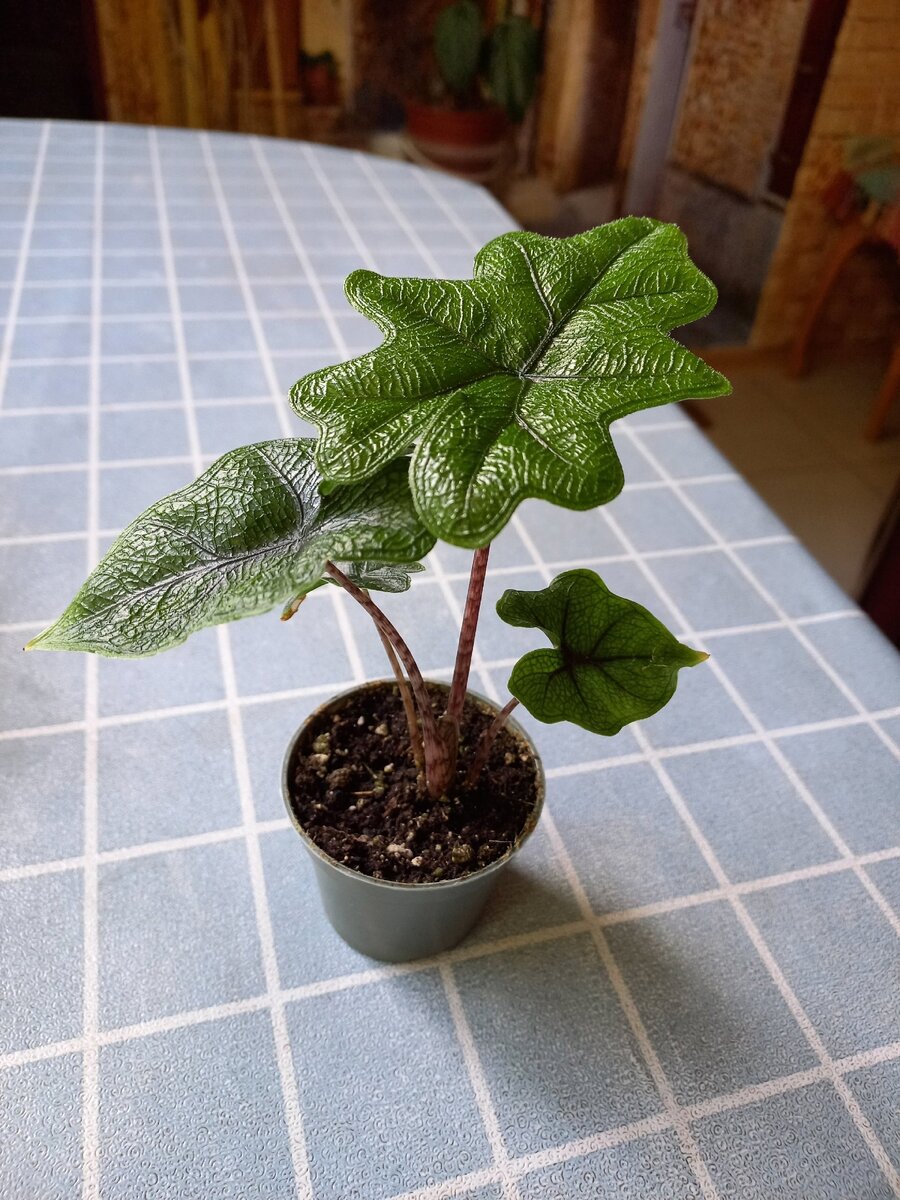 Моя Алоказия Жаклин в миниатюре)