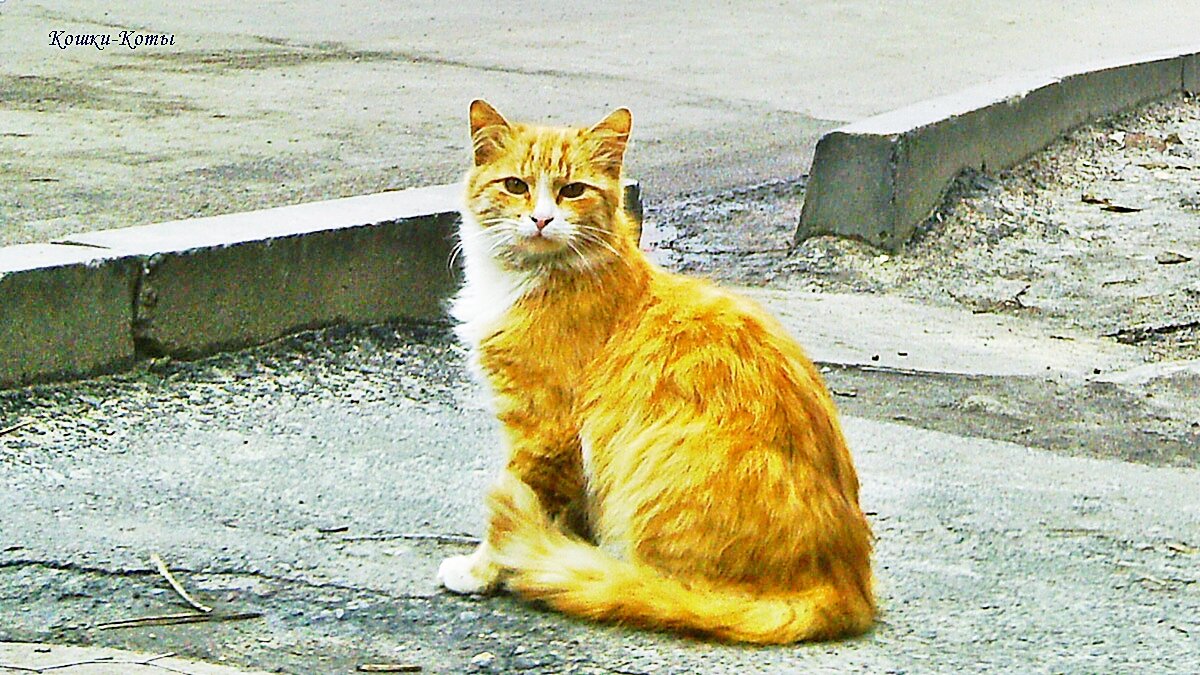 Счастье из солнечных лучей иногда бывает с усами и хвостом. 