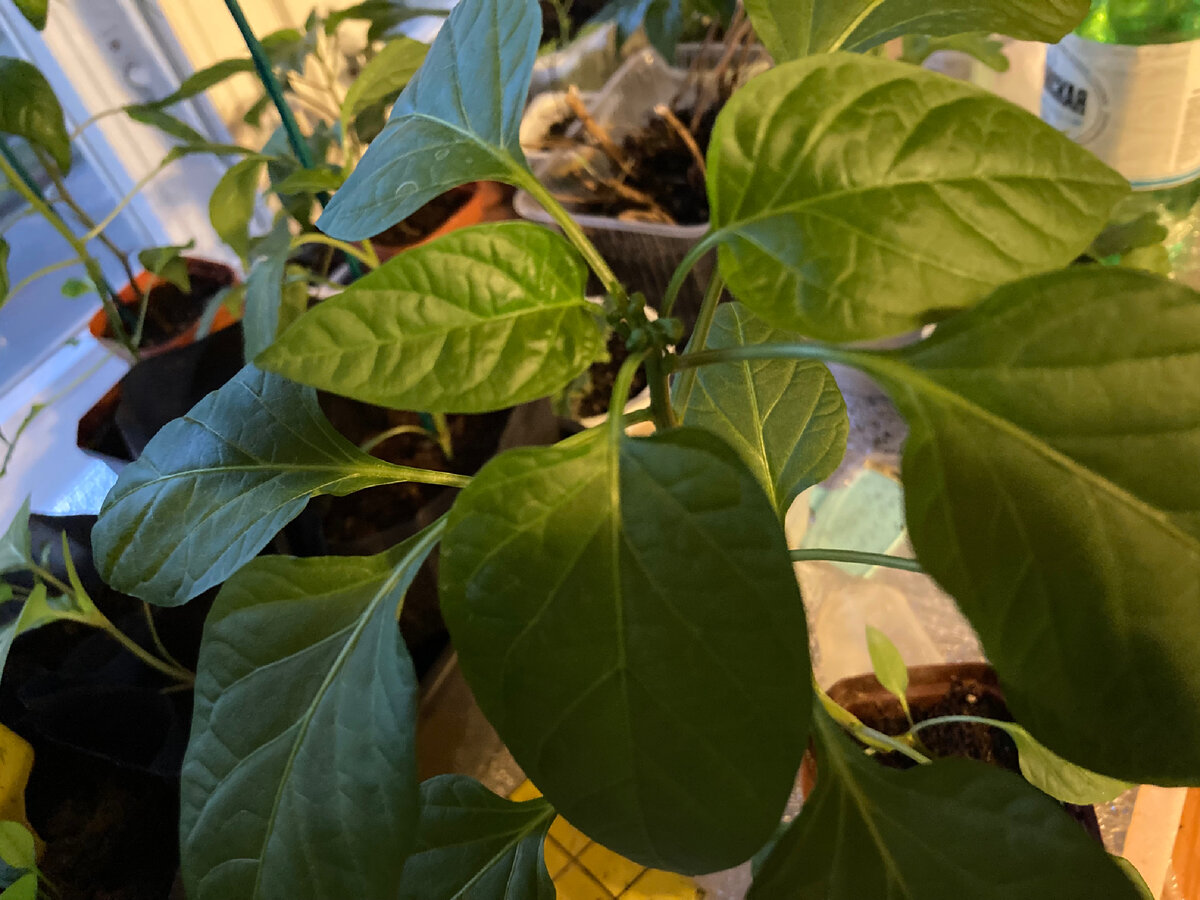 Посев 18 февраля, видно бутоны?