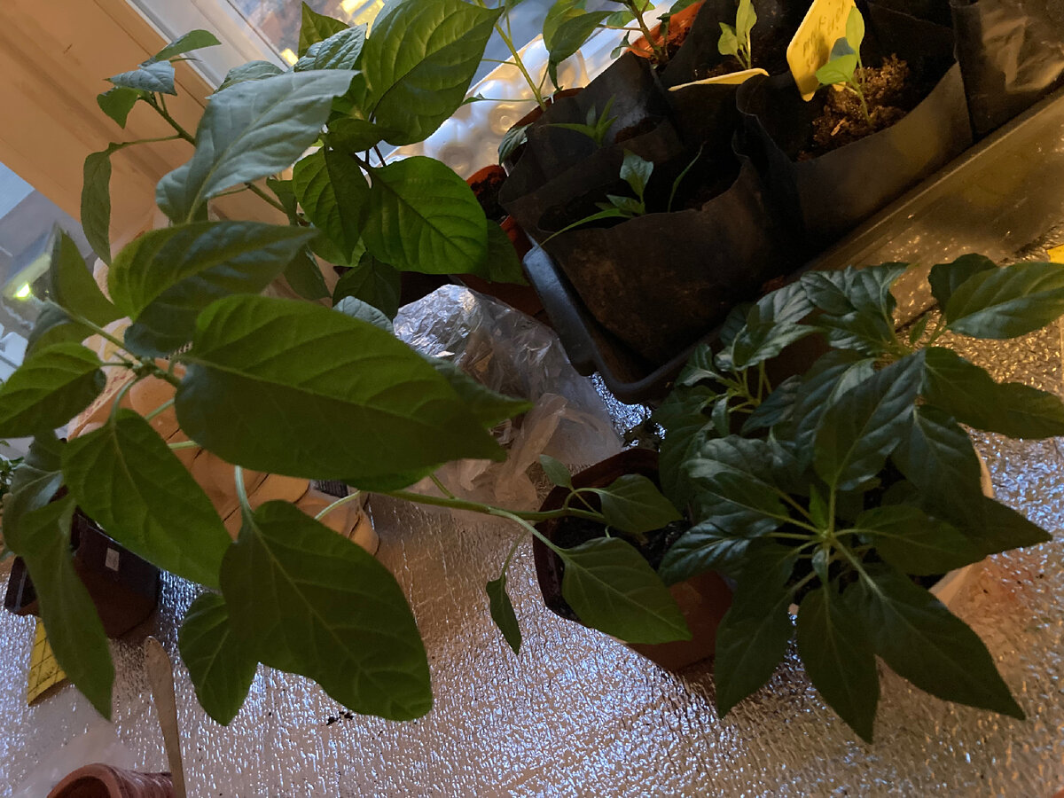 Тонкий и толстый. 