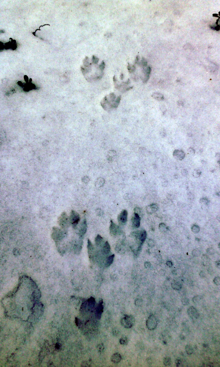 Заяц-беляк на кормежке