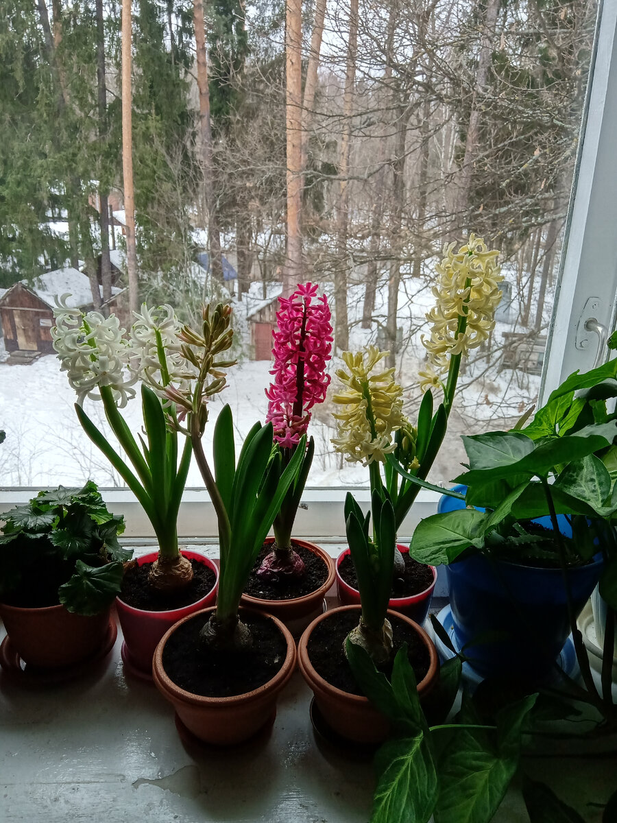 Расцвел комнатный садик!