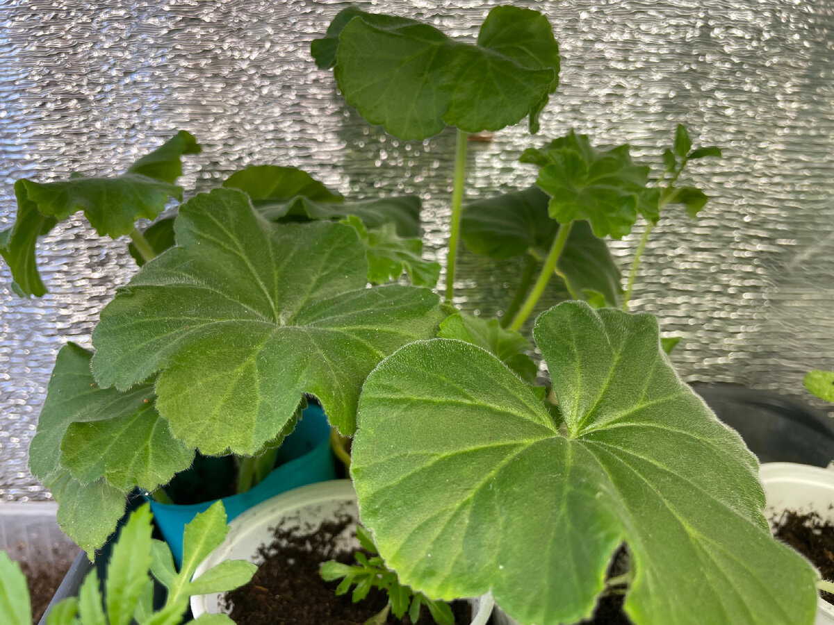 В живых остались два черенка