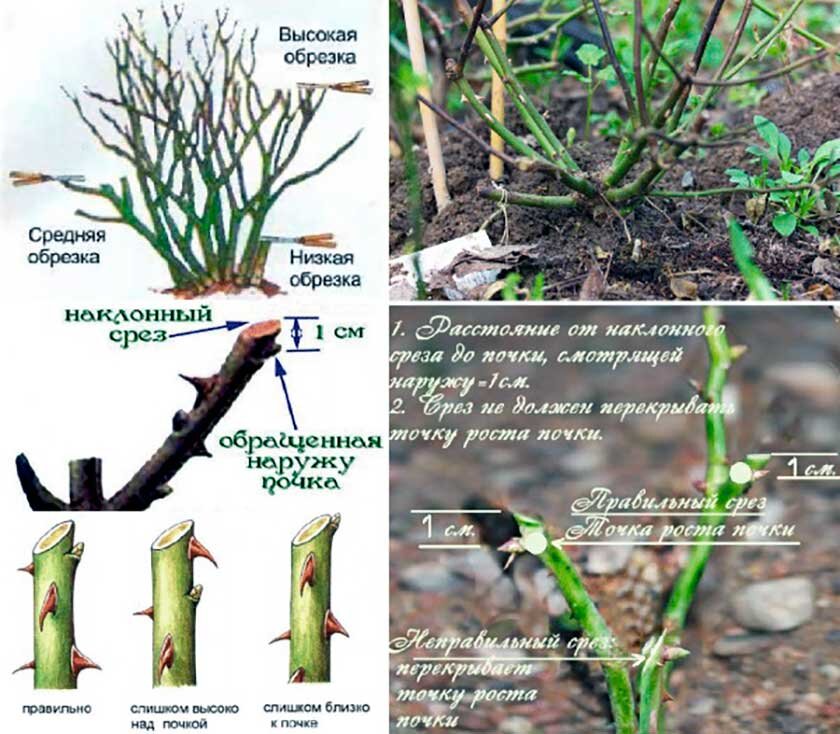 Как обрезать розы на зиму фото пошагово Азбука садовода. Первые мероприятия по уходу за розами после зимовки. "Беседы за