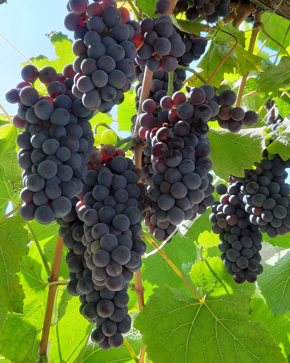 Виноградные грозди в Абрау-Дюрсо