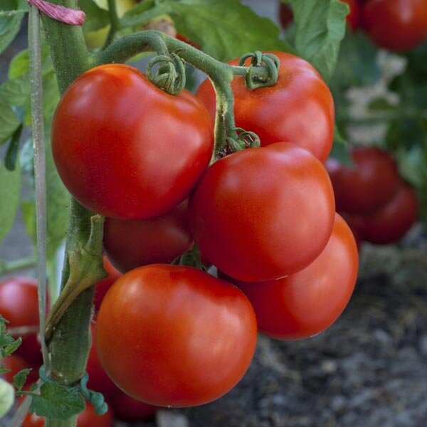 Фото MyGardenLife