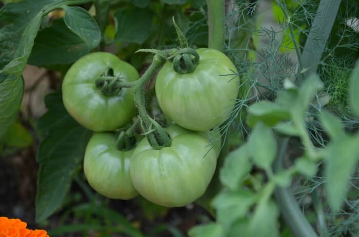 Фото Apple Pie Media LLC