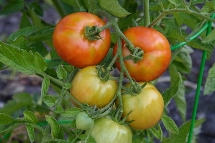 Фото Apple Pie Media LLC