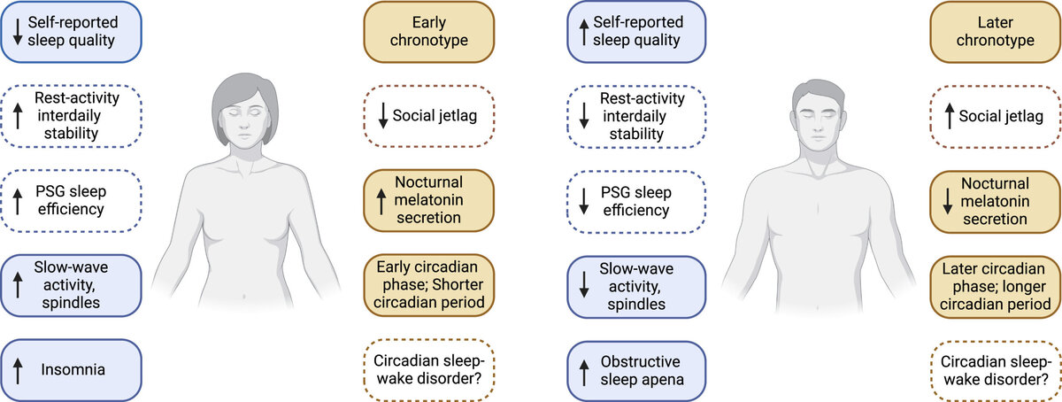    Sleep Medicine Reviews (2024). DOI: 10.1016/j.smrv.2024.101926