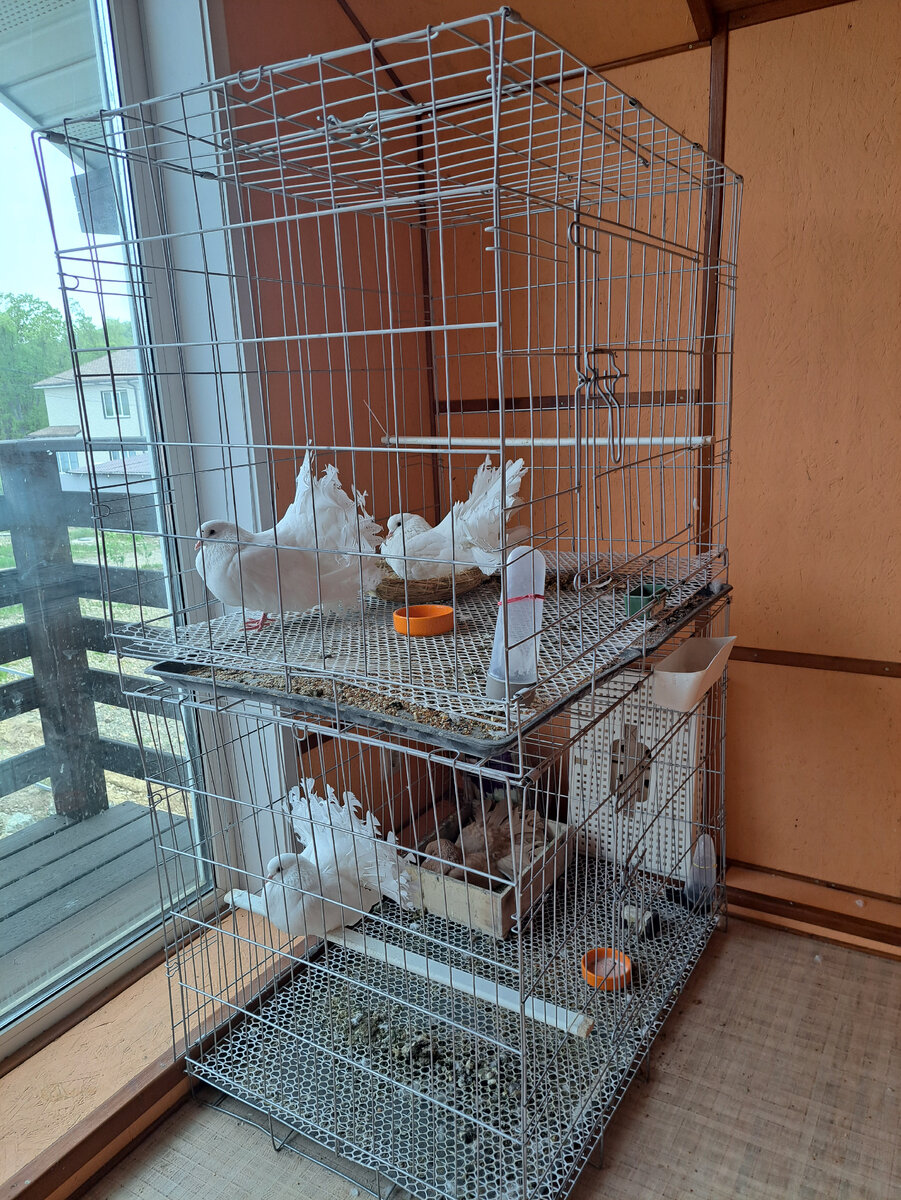 Вариант содержания дома, но лучше в отдельной комнате.