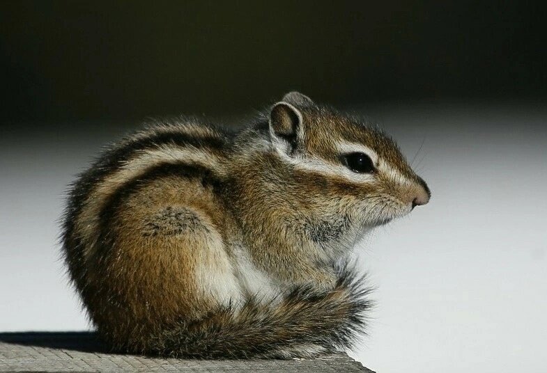 Фото Юрия Гороховского. Первый бурундук, проснувшийся в 2024 году!