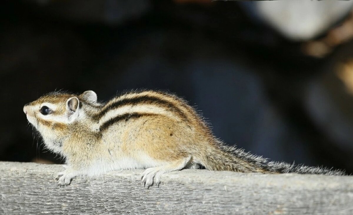 Фото Юрия Гороховского. Бурундук на солнышке. 