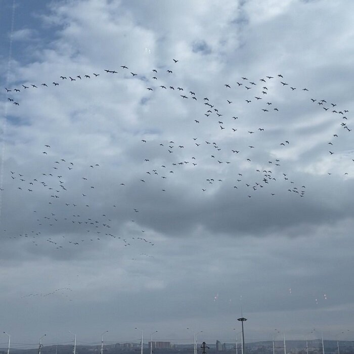 Большие стаи байкальских бакланов начали замечать жители Иркутска. Нашествие птиц вызывает большую озабоченность у пользователей социальный сетей, ведь притчей во языцех стала прожорливость бакланов. Считается, что эти птицы негативно влияют на экосистему тех мест, где гнездятся.