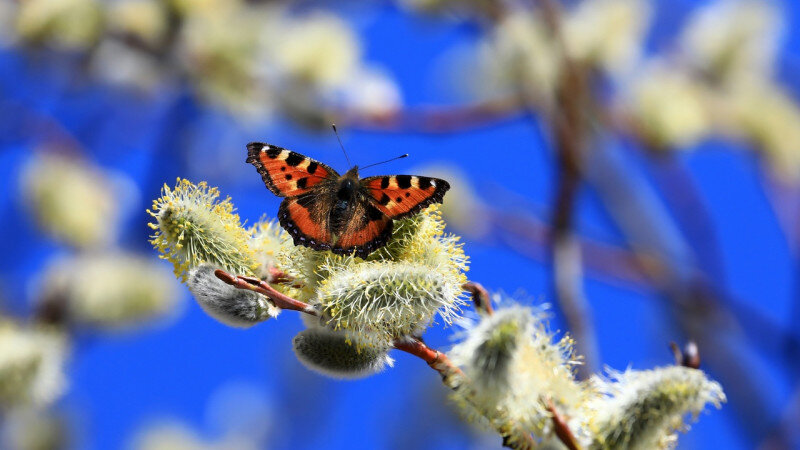     Весна в Алтайском биосферном заповеднике. Пресс-служба Алтайского биосферного заповедника