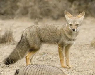 Лиса - друг потогонского человека
