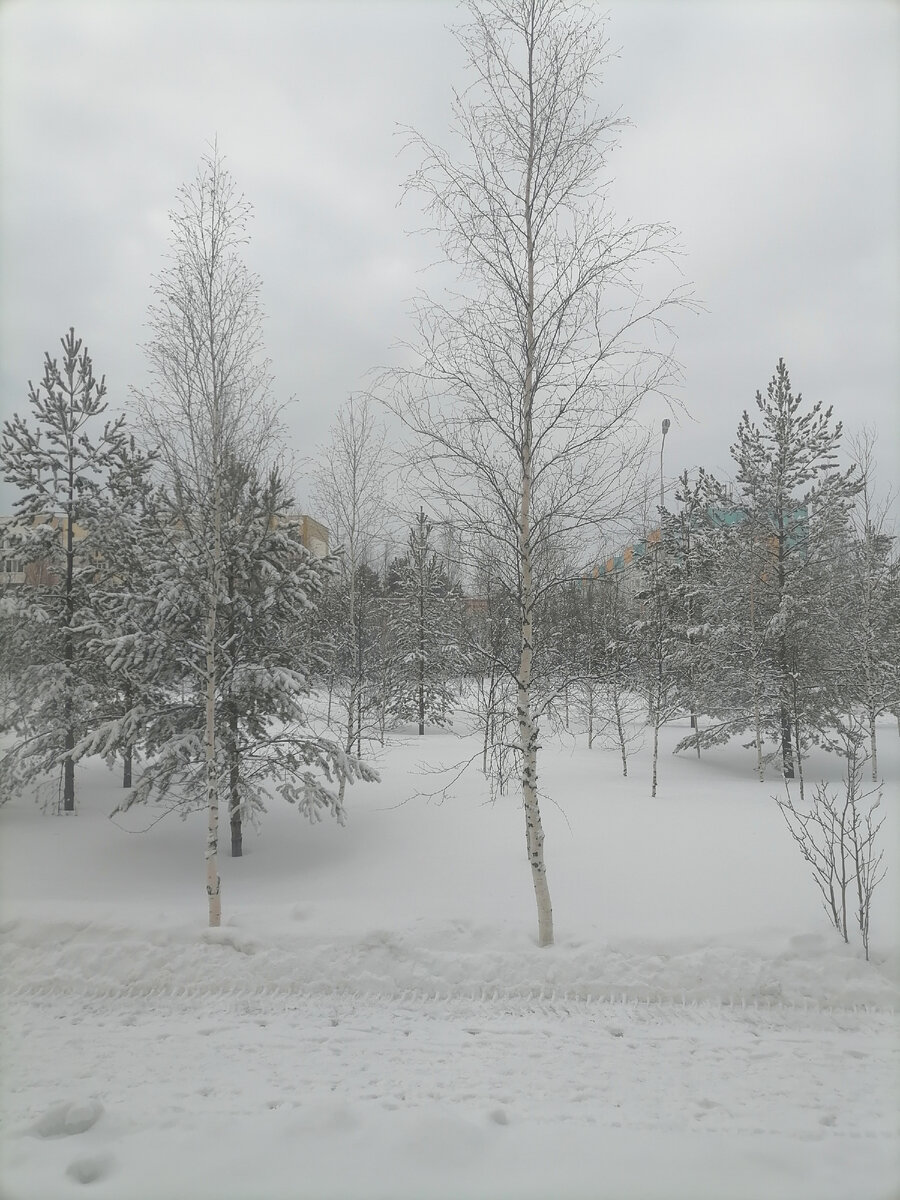 Фото автора. Из окна больницы. Вчера -25 мороза, сегодня +7и штормовой ветер, завтра обещают 0. Это север 😔