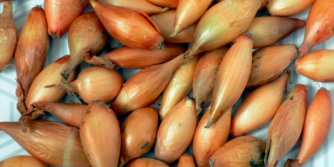 Теперь сажаю лук-севок весной правильно — и радуюсь отличному урожаю. Удивительно, но даже опытные садоводы совершают «грубые» ошибки