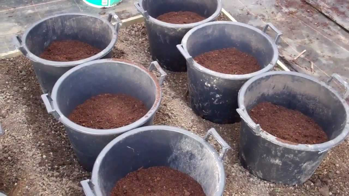 Вёдра для посадки картофеля.