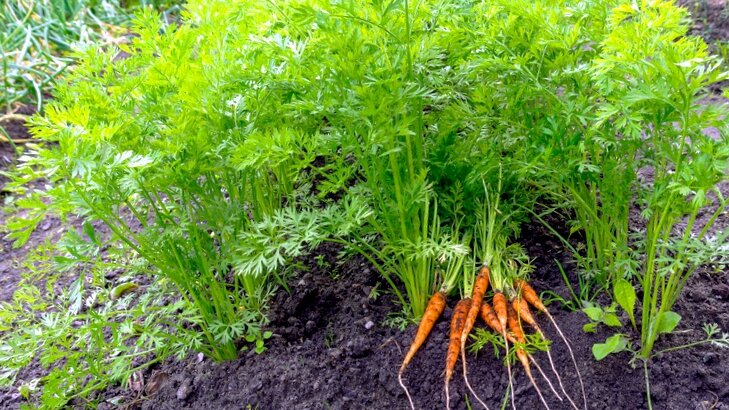 Сегодня я расскажу о некоторых проверенных способах, которые легко спасут посадки моркови и лука.