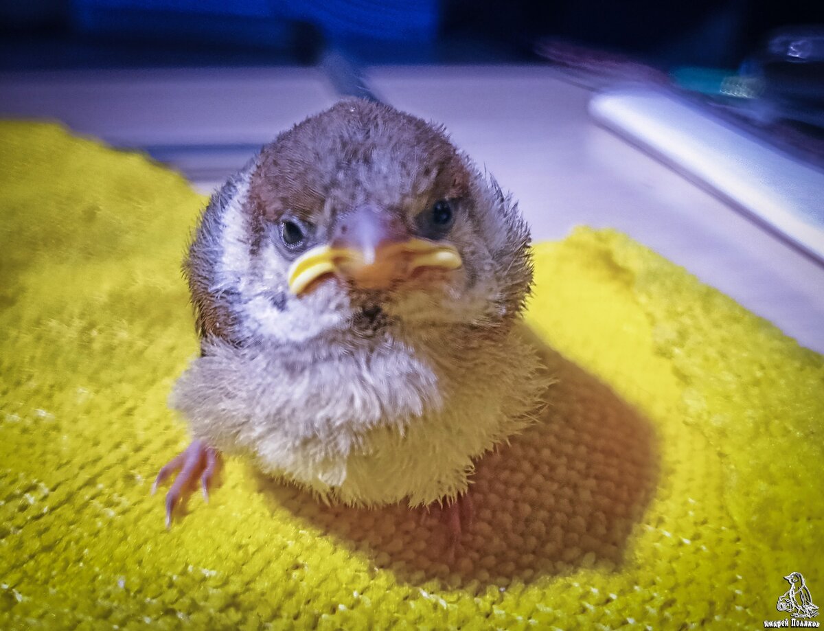Автор фото - Андрей Поляков.