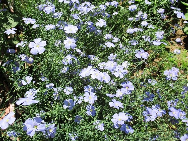 лен, фото автора