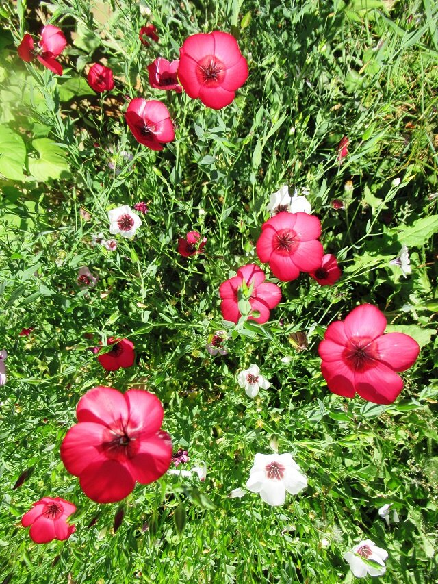 цветы лен, фото автора