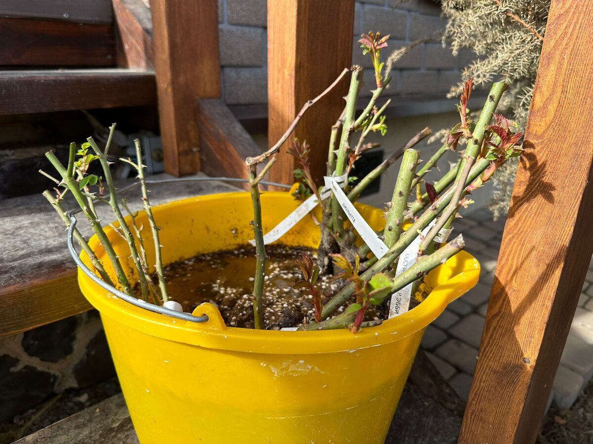 Саженцы с открытой корневой системой в ведре с водой. Фото автора