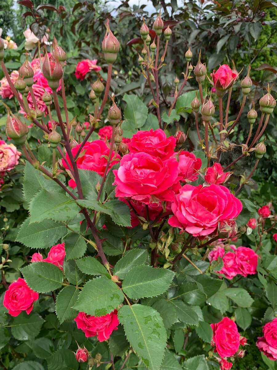 Роза Alexander McKenzey (Александр МакКензи). Фото в саду автора.