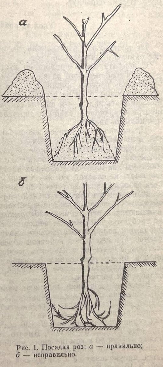 Иллюстрация из книги о посадке роз. Фото автора.