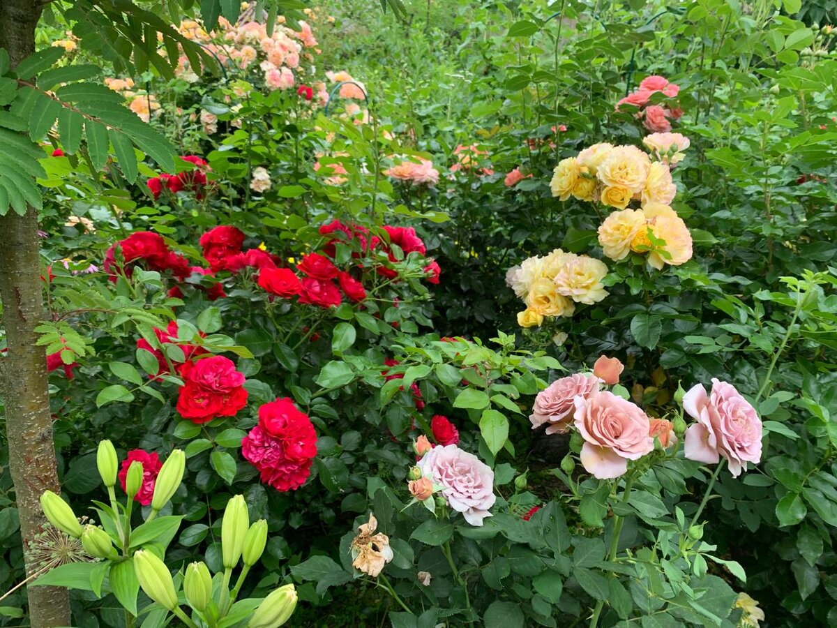 Фото в саду автора