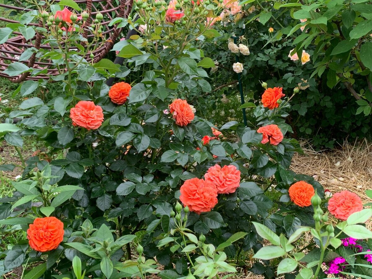 Любимица моего мужа - Orangery (Оранжери). Фото в саду автора