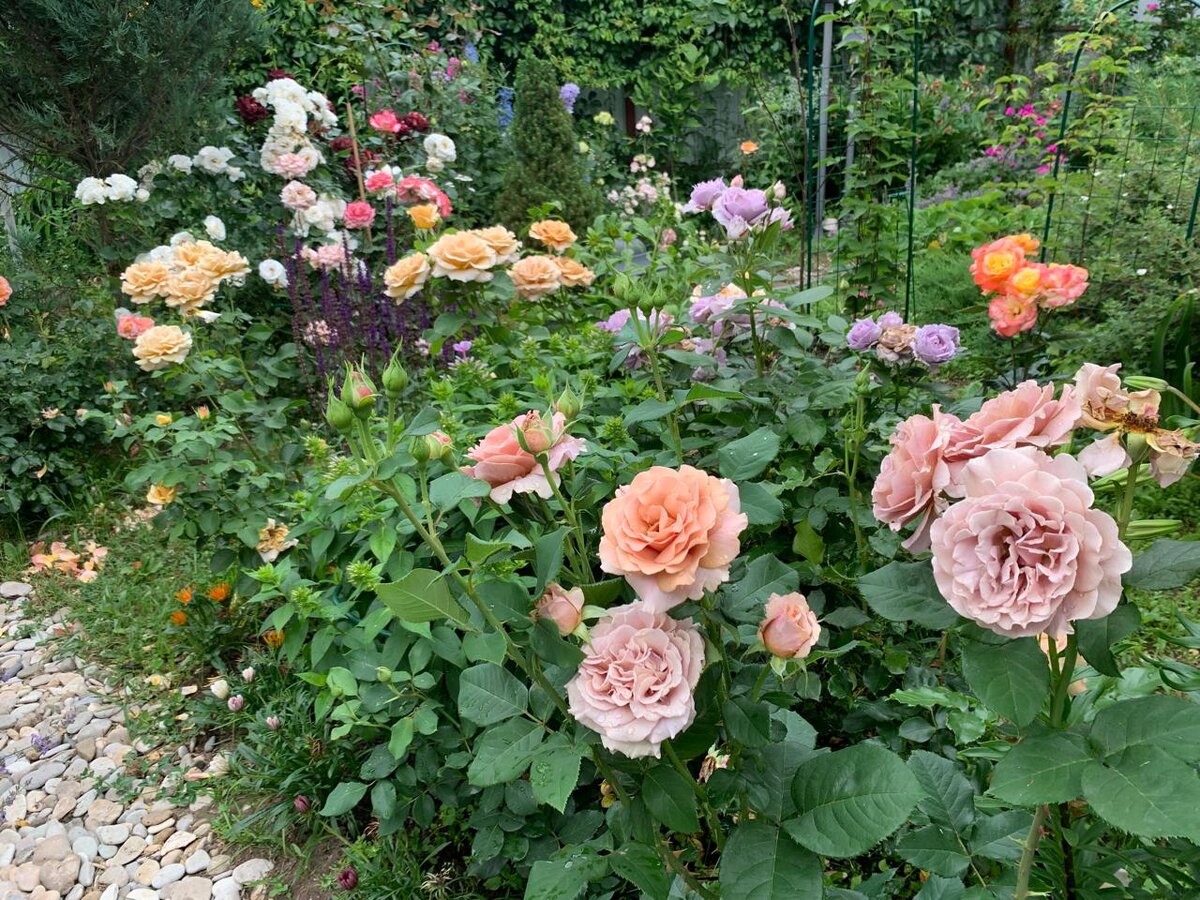 Розарий в песочно-горчичных тонах. Фото в саду автора.