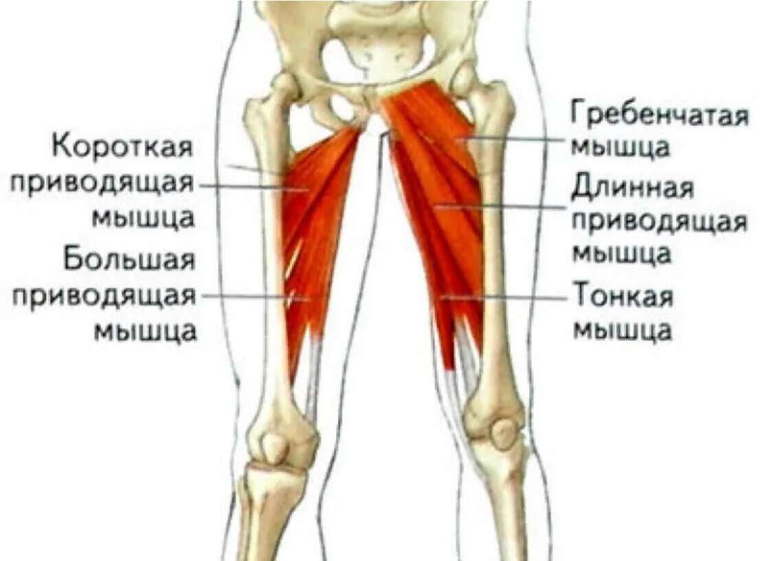 Где находится бедренная. Мышцы медиальной части бедра. Приводящие мышцы бедра анатомия. Мышцы отводящие бедро в тазобедренном суставе. Мышцы внутренней поверхности бедра анатомия.