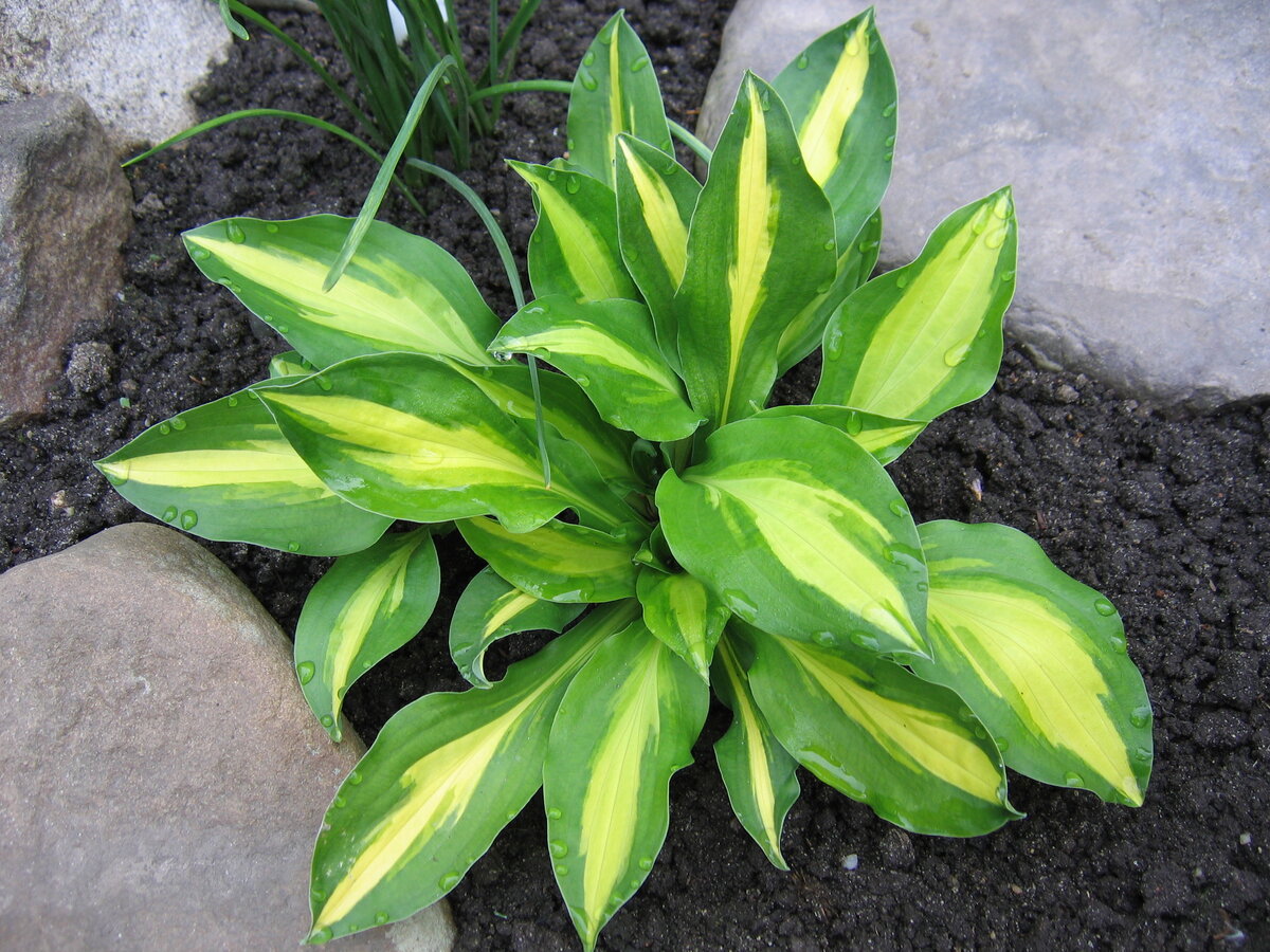    Как размножить полюбившиеся сорта хост?