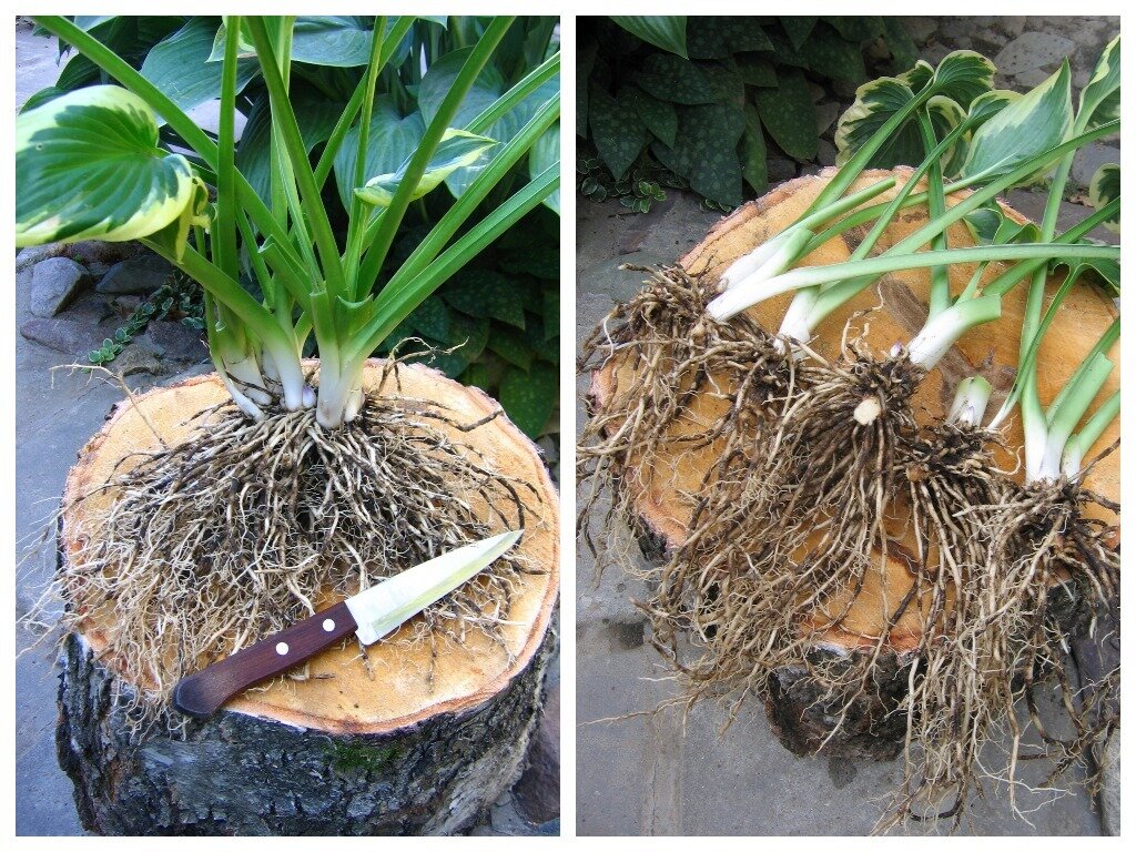    Осеннее деление куста хосты