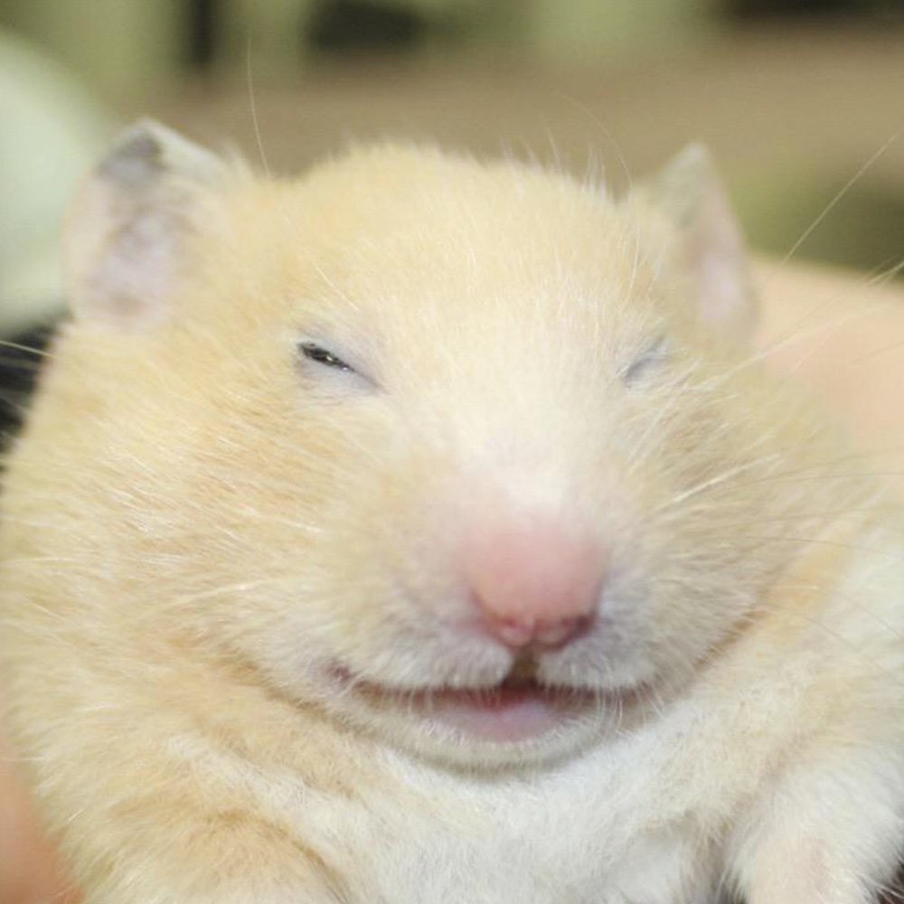 Ежедневный кот хомяк