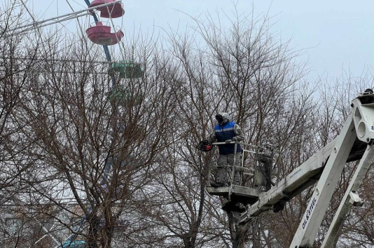    Во Владивостоке проведут санитарную и формовочную обрезку 10 тысяч деревьев