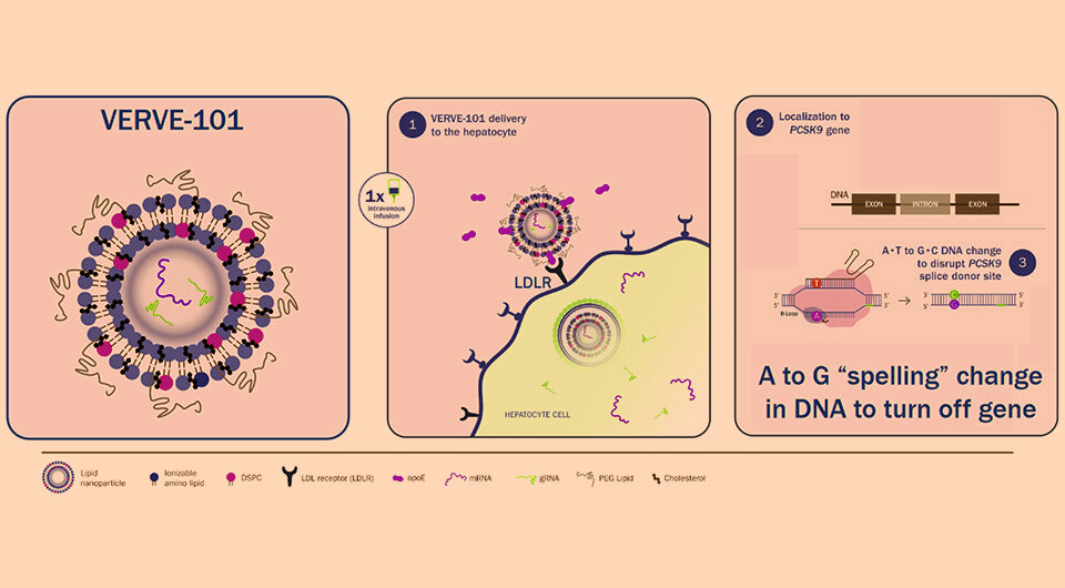   N + 1; Scott B Vafai et al. / AHA 2023 / Verve Therapeutics