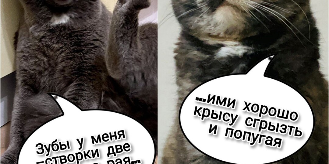 Юмор в пушистых штанишках. Новые анекдоты от кошек