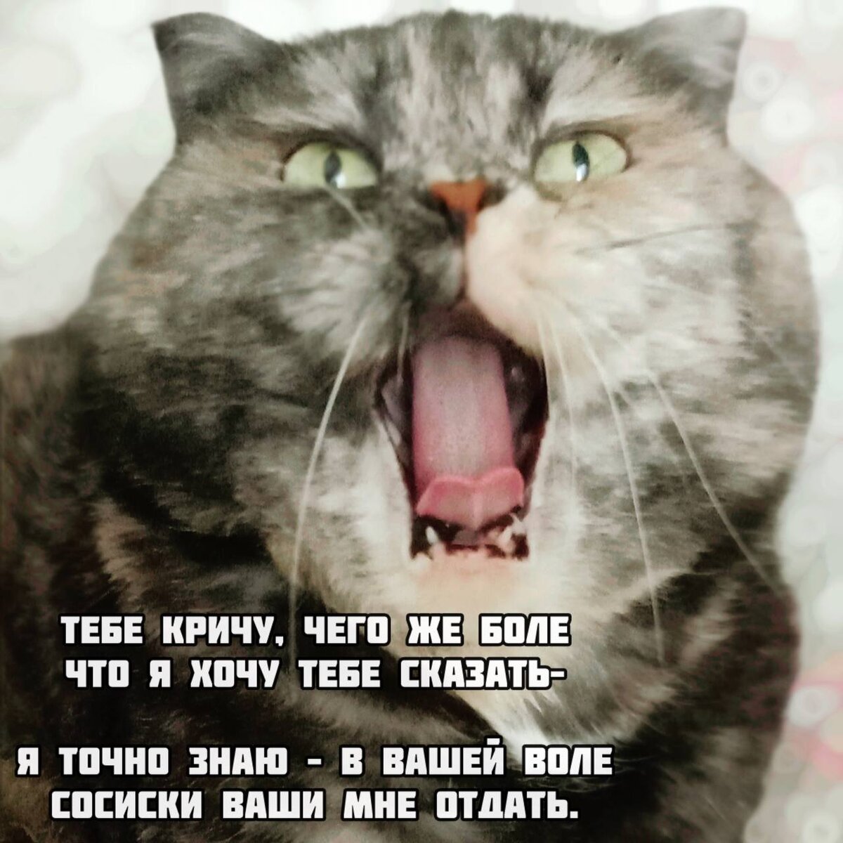 Пушкин + котики