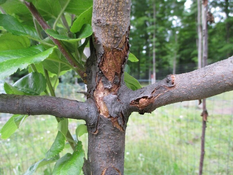 Трескается кора на деревьях: что делать