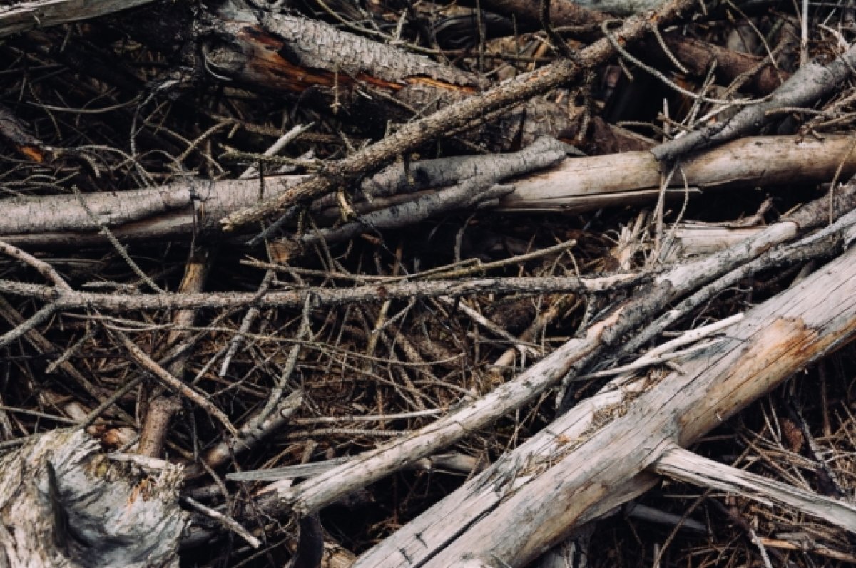    Нижегородская область переходит на разумную переработку древесных остатков