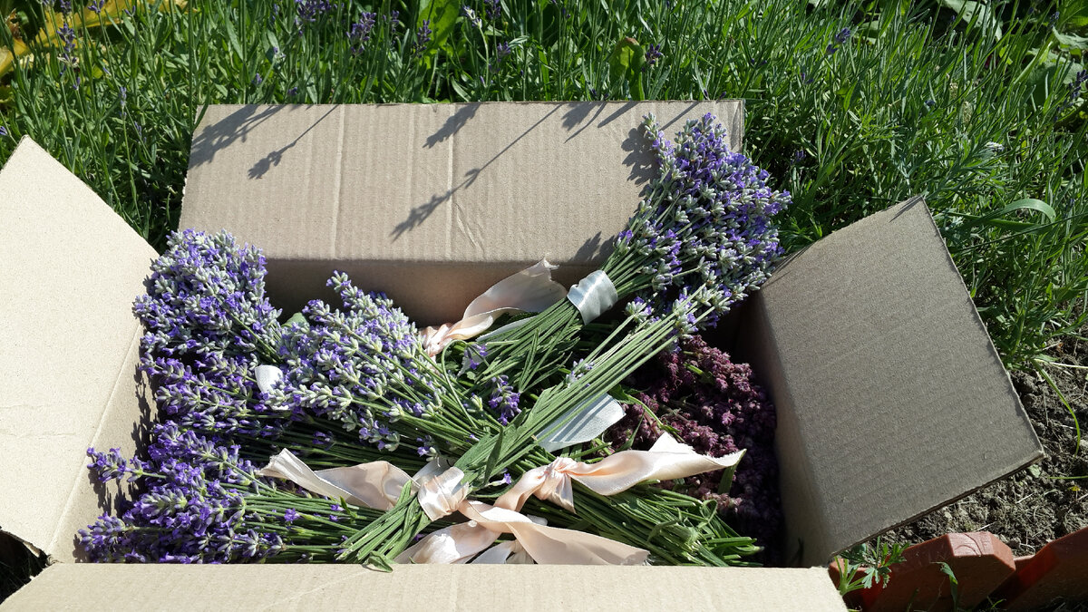 Засушиваю лаванду сразу букетиками