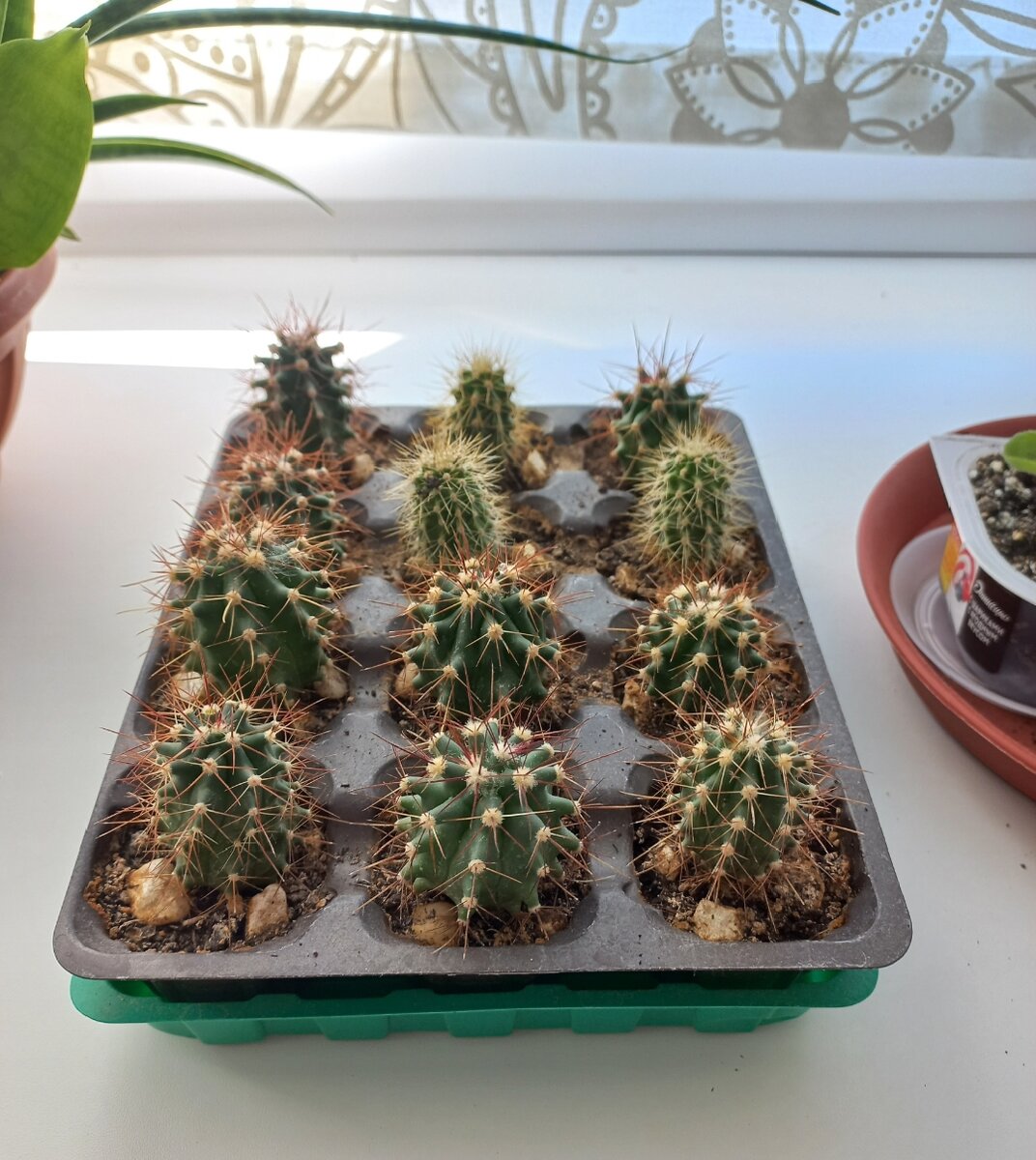 Кактусята трёхлетки 🌵