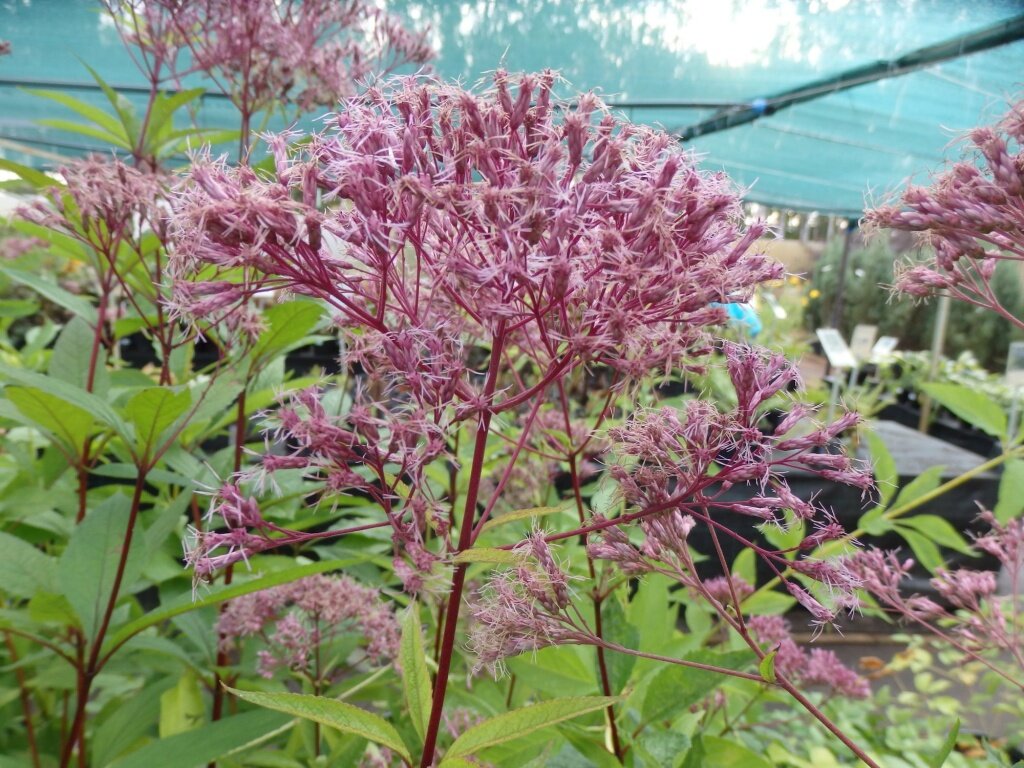  Посконник пятнистый Фантом