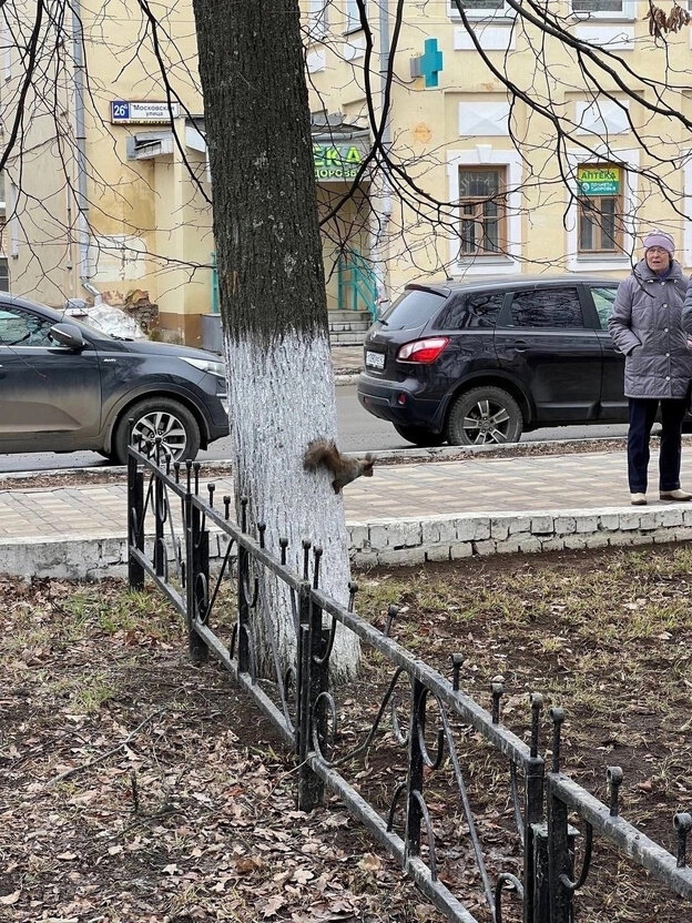    В районе Театральной площади заметили пушистую красавицу