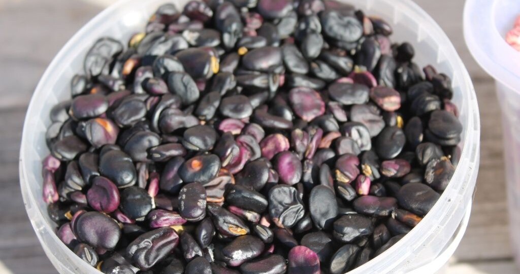 Выращивание полезных бобов: советы по выбору сорта и хранению урожая