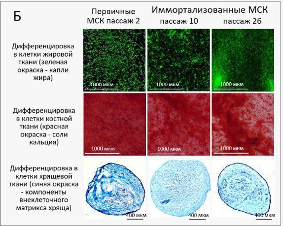 Российским специалистам в области молекулярной биологии удалось в несколько раз увеличить жизненный цикл MSC-стволовых клеток.-2